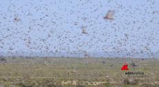 Locuste, la tempesta di cavallette che mette in ginocchio l'Africa fa paura