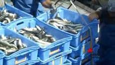 La piccola pesca divorata dal sovrasfruttamento degli stock ittici
