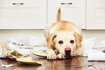Ecco quanto costa assicurare gli animali Ecco quanto costa assicurare gli animali