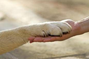 Deve amare gli animali sito di incontri