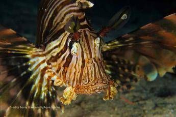 Avvistato il primo esemplare di pesce scorpione in acque italiane Avvistato il primo esemplare di pesce scorpione in acque italiane