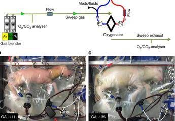 Creato l'utero artificiale per i bebè prematuri Creato l'utero artificiale per i bebè prematuri