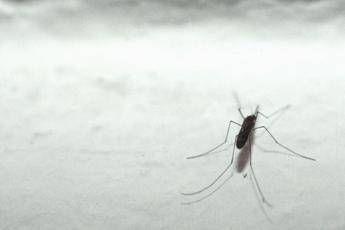Coronavirus, punture zanzara pericolose? Nessuna evidenza Coronavirus, punture zanzara pericolose? Nessuna evidenza