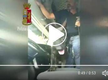 Scova l'eroina e suona il clacson: ecco Gimbo, cane poliziotto Scova l'eroina e suona il clacson: ecco Gimbo, cane poliziotto