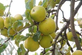 Bolzano, lavoro in raccolta frutta per richiedenti asilo Bolzano, lavoro in raccolta frutta per richiedenti asilo