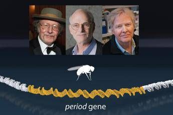 Nobel per la Medicina a Hall, Rosbash e Young Nobel per la Medicina a Hall, Rosbash e Young