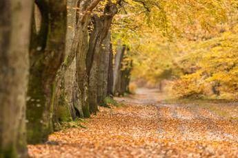 Lombardia terza in Italia per superficie foreste