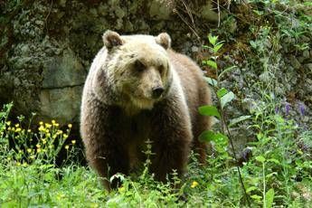 Parla il carabiniere aggredito dall'orso: Ho temuto di morire Parla il carabiniere aggredito dall'orso: Ho temuto di morire