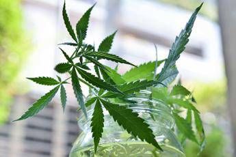 Cannabis, Ciampolillo (M5S): Ora 4 piante per tutti Cannabis, Ciampolillo (M5S): Ora 4 piante per tutti