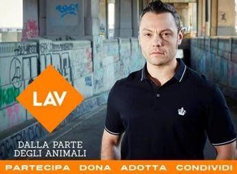Tiziano Ferro sostiene Lav per i cani di Palermo Tiziano Ferro sostiene Lav per i cani di Palermo
