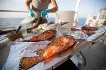 Microplastiche anche in pesci e invertebrati Microplastiche anche in pesci e invertebrati