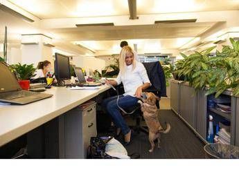 Un cane per collega e in ufficio si sta meglio! Mars Italia festeggia la Take Your Dog to Work Week Un cane per collega e in ufficio si sta meglio! Mars Italia festeggia la Take Your Dog to Work Week