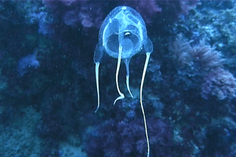 Punta da medusa, bimba italiana muore nelle Filippine Punta da medusa, bimba italiana muore nelle Filippine
