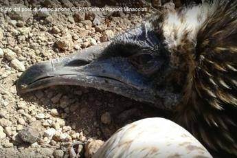 Clara, l'avvoltoio ucciso a fucilate Clara, l'avvoltoio ucciso a fucilate