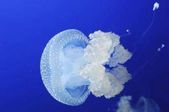 Alla scoperta delle meduse all'università Bicocca Alla scoperta delle meduse all'università Bicocca