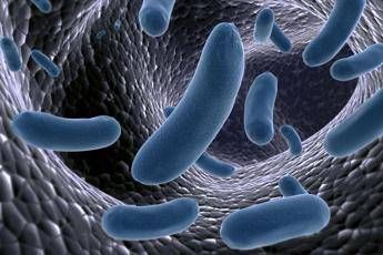 Trapianto del microbiota doppio 'scudo' contro super-bug