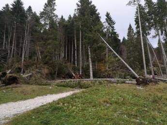 Foreste devastate dal maltempo Foreste devastate dal maltempo