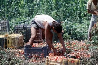 Fonti Viminale: accordo su regolarizzazioni braccianti e colf