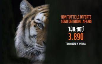 Dalla tigre all'orso polare, specie a rischio estinzione Dalla tigre all'orso polare, specie a rischio estinzione