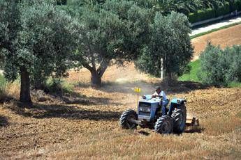 Accordo Confagricoltura-Israele per crescita imprese