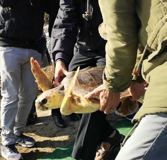 Palermo: Liberate tre tartarughe in mare
