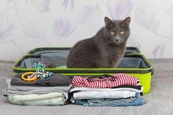 Dal treno al camper, i consigli per viaggiare con gli animali Dal treno al camper, i consigli per viaggiare con gli animali