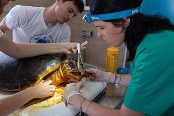 Caretta caretta, dopo 12 anni chiude il centro recupero Brancaleone Caretta caretta, dopo 12 anni chiude il centro recupero Brancaleone