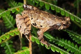 Pipistrelli, rospi elfi: nuove specie scoperte nel Grande Mekong