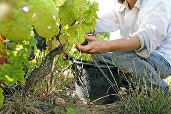 Confagricoltura, serve un piano strategico Confagricoltura, serve un piano strategico