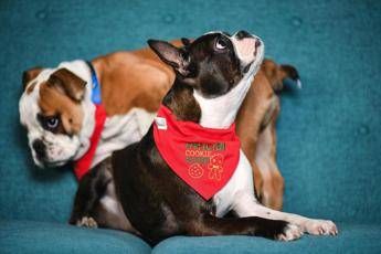 (Fotogramma /Ipa) Nel muso del bulldog la chiave per una rara malattia Nel muso del bulldog la chiave per una rara malattia