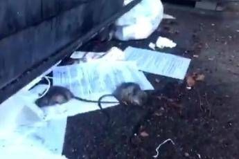Topi morti davanti a una scuola a Roma /Video Topi morti davanti a una scuola a Roma /Video