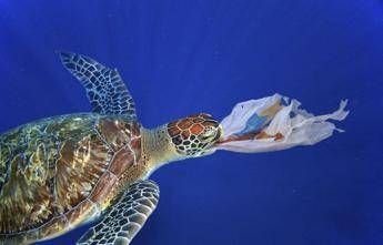 Ricerca, c'è plastica nel 58,2% delle Caretta caretta Ricerca, c'è plastica nel 58,2% delle Caretta caretta