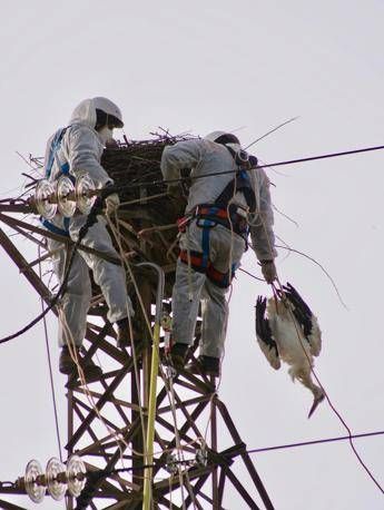Rara cicogna bianca uccisa da bracconieri, la Lipu chiede il Daspo Rara cicogna bianca uccisa da bracconieri, la Lipu chiede il Daspo