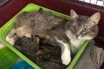 Storia di Geremia gattino disabile e dell'inseparabile mamma Storia di Geremia gattino disabile e dell'inseparabile mamma