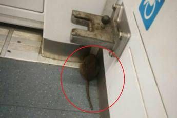 Roma, topo a spasso sulla Metro B Roma, topo a spasso sulla Metro B