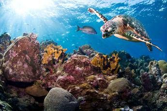 Pesca sostenibile e tutela degli oceani, Wwf a Fa' la cosa giusta Pesca sostenibile e tutela degli oceani, Wwf a Fa' la cosa giusta
