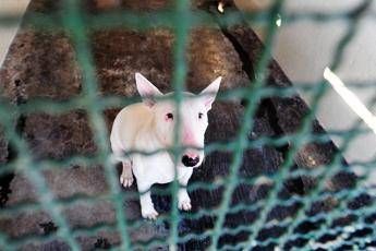 Soffocato dalla catena, muore cane: padrone denunciato Soffocato dalla catena, muore cane: padrone denunciato