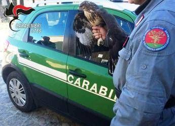 Deteneva illegalmente due poiane, denunciato Deteneva illegalmente due poiane, denunciato