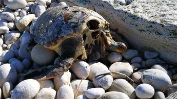 Caretta caretta decapitate in Puglia, forse rito scaramantico Caretta caretta decapitate in Puglia, forse rito scaramantico