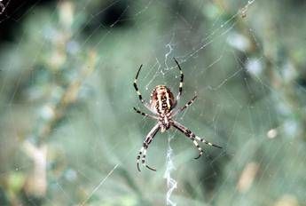 La ragnatela candidata ideale per costruire muscoli robotici La ragnatela candidata ideale per costruire muscoli robotici