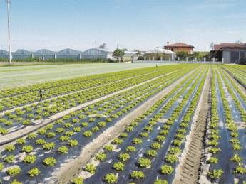 Intesa FederBio-Assobioplastiche per l'uso di bioteli Intesa FederBio-Assobioplastiche per l'uso di bioteli