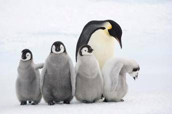 Dal pinguino imperatore al cavalluccio marino, i papà premurosi che vivono in natura Dal pinguino imperatore al cavalluccio marino, i papà premurosi che vivono in natura