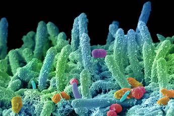 Immunologo Minelli: Da batteri intestino segreto per mitigare Covid-19 Immunologo Minelli: Da batteri intestino segreto per mitigare Covid-19