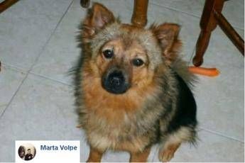 Chicco è tornato, cane si era perso dopo furto auto /Video Chicco è tornato, cane si era perso dopo furto auto /Video