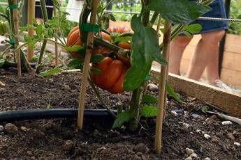 'Un pomodoro per la ricerca', Syngenta sostiene Fondazione Veronesi 'Un pomodoro per la ricerca', Syngenta sostiene Fondazione Veronesi