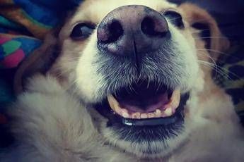 Cani fiutano tumori nel sangue dell'uomo Cani fiutano tumori nel sangue dell'uomo
