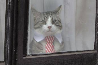 Che fine ha fatto il gatto di Assange? Che fine ha fatto il gatto di Assange?