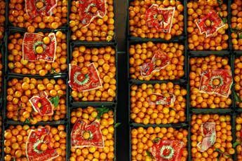 Cassette per l'ortofrutta, avviate al riciclo più del 70% Cassette per l'ortofrutta, avviate al riciclo più del 70%