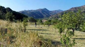 La foresta nasce in banca, 245 alberi entro l'anno La foresta nasce in banca, 245 alberi entro l'anno