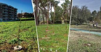Mosaico Verde, enti pubblici e riqualificazione del patrimonio forestale Mosaico Verde, enti pubblici e riqualificazione del patrimonio forestale